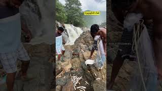 ✨Today ✅Hogenakkal Nethili 🎣Fishing 🫢Falls fishinglife hogenakkalfalls ontrending shortsfeed [upl. by Edan212]