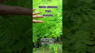 Albizia chinensis Plant [upl. by Brendin497]