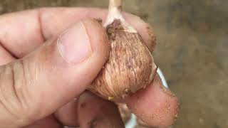 How to plant freesia bulbs [upl. by Amehr]