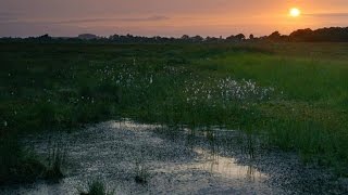 The Unnerving Evidence of Sacrifice in These Irish Bogs [upl. by Fates]