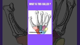 What is this called👈🤚youtube anatomy ytshorts medicaltest [upl. by Yendirb]