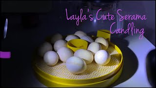 Serama Eggs Incubation Day 10 Candling [upl. by Fagin]