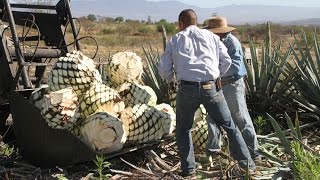 Tequila and the Agave Harvester El jimador [upl. by Keever716]