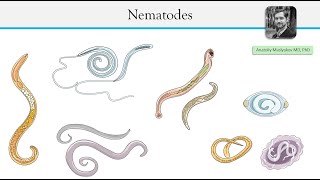 Parasitic roundworms  Nematodes [upl. by Ahasuerus]