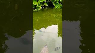 Feeding wild British river terrapins  turtles nature video  They love bread [upl. by Fawna]