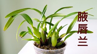 Maxillaria tenuifolia and Maxillaria variabilis 腋唇兰 [upl. by Yeneffit]