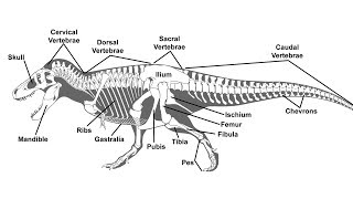 A Guide to Paleontological Terms [upl. by Eiromem]