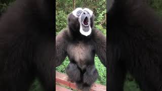 HOWLING GIBBONS COLLECTION gibbon howling cute wildlife comedy funny funnyanimal shorts [upl. by Llertal]