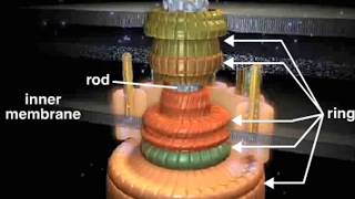 bacterial flagellum [upl. by Inesita]