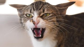 Male Cat Angry Sound  Attract Female Cat  Mating Cats In Heat Sounds [upl. by Basir]