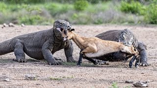 KOMODO VS DEER  Komodo Dragon Hunting Deer In Water [upl. by Elka]