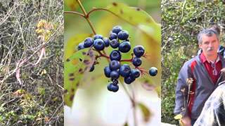 Cornus amomum [upl. by Hazelton626]