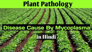 Plant Pathology  Diseased Cause By Mycoplasma or Phytoplasma  Disease in Plants Cause By Mollicute [upl. by Lepp]