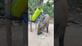 Amazing Skill Building wild boar trap From PVC pipe animals camping shorts [upl. by Animsaj]