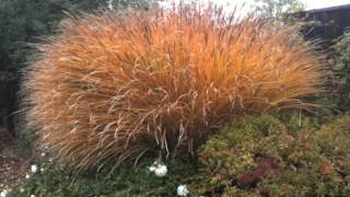 Low WaterDrought Tolerant Grasses [upl. by Enegue]