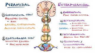 Extrapyramidal and Pyramidal Tracts  Descending Tracts of the Spinal Cord  Includes Lesions [upl. by Garth]