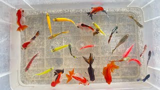 Thanks for Watching Beautiful Baby KOI Goldfish Betta Catfish Molly Tetra Angelfish Turtle [upl. by Bowden]