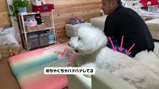 映画「ボルト」を夢中で見る犬過去動画 犬のいる暮らし プードル 大型犬 [upl. by Odnalro]