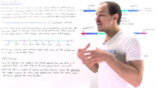 Exons and Introns of Eukaryotic mRNA [upl. by Rusty]