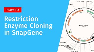 Restriction Enzyme Cloning in SnapGene [upl. by Ysnil]