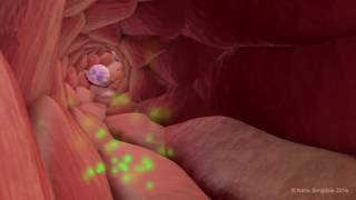 Extravasation of Neutrophils [upl. by Serrano]