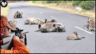 How Florida Farmers Deal With Millions Of Baboons Attack The City  Farming Documentary [upl. by Yeca]