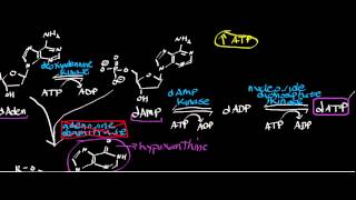 Biochemistry  Adenosine Deaminase Deficiency How Does dATP Accumulate [upl. by Orodoet]