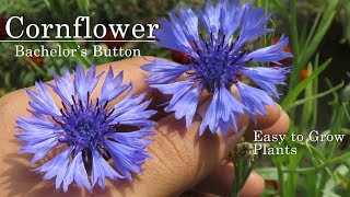 CornFlower  Bachelors Button How to Grow This Beautiful Winter Flowering Plants centaurea flower [upl. by Nomra65]