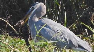 Heron eats Alligator in Florida [upl. by Georges]