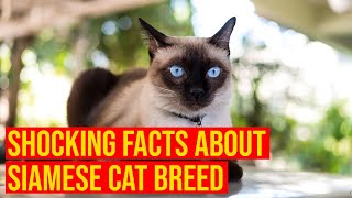 Siamese Cat Breed 10 Shocking Facts You Need To KnowAll Cats [upl. by Glavin950]