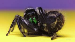 Regal jumping spiders Greta and Rex first mating [upl. by Irtak]