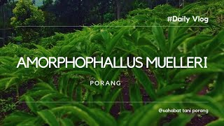 AMORPHOPHALLUS MUELLERI [upl. by Pontias]