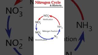 Nitrogen Cycle amp Bacteria microbiology [upl. by Yenots799]