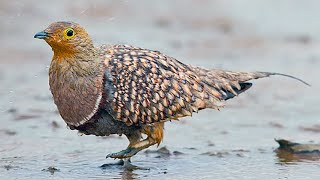 Namaqua Sandgrouse Bird Carry Water in Its Feathers [upl. by Glory]