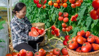 Harvesting Tomatoes and go to the market sell  cooking and selling  Vietnamese Harvesting [upl. by Yeldahc]