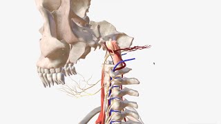 Vertebral Artery  Anatomy Branches amp Relations [upl. by Nageek346]