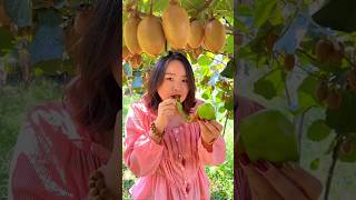 Beautiful Fresh Fruit 🥝🥝 Harvesting from Farm With Rural Farmer  Kiwi Fruit Farming shorts fruit [upl. by Deraj535]