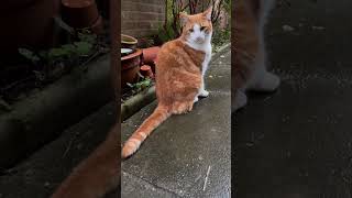 Creeping up cat youtubeshorts [upl. by Collis]