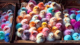 Cute Chickens Colorful Chickens Rainbow Chicken Rabbits Cute Cats  Ducks Animals Cute [upl. by Eiuol]