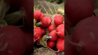 Simple Tips to Maximize Your Radish Harvest 🌱 RadishHarvest [upl. by Nylle]