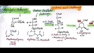 shikimic acid pathway lec 1 pharmacognosy [upl. by Ardnama]