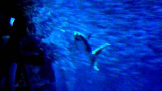 Great white shark RARE behavior  Monterey bay aquarium [upl. by Guyer671]