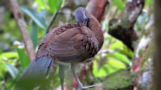 Greyheaded Chachalacas Ortalis cinereiceps [upl. by Nnyleimaj]