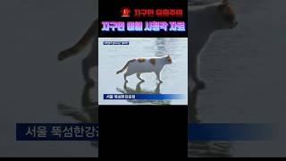 지구인 유출금지 🌌🪐🌍 음원출처 행복한피자빵 큰고양이 출처 사이버도깨비 [upl. by Collins]