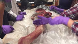 Equine Forelimb Dissection [upl. by Anelra]