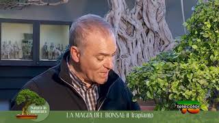 La magia del Bonsai il trapianto  25012019 [upl. by Werdnaed]