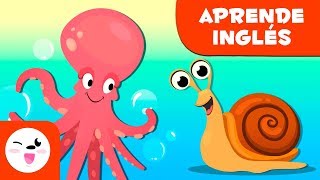 Los moluscos para niños EN INGLÉS  Animales invertebrados  Ciencias naturales para niños [upl. by Adelaida]