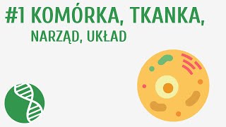 Komórka tkanka narząd układ 1  Homeostaza [upl. by Pelage]