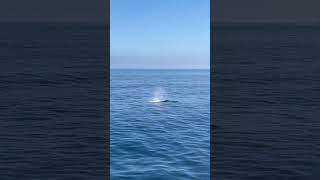 2 Humpback Whales spotted today 101024 [upl. by Denten]