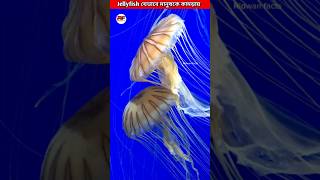 Jellyfish যেভাবে মানুষকে কামড়ায়😱 How Jellyfish Sting Works shorts ytshorts facts [upl. by Ynabe]